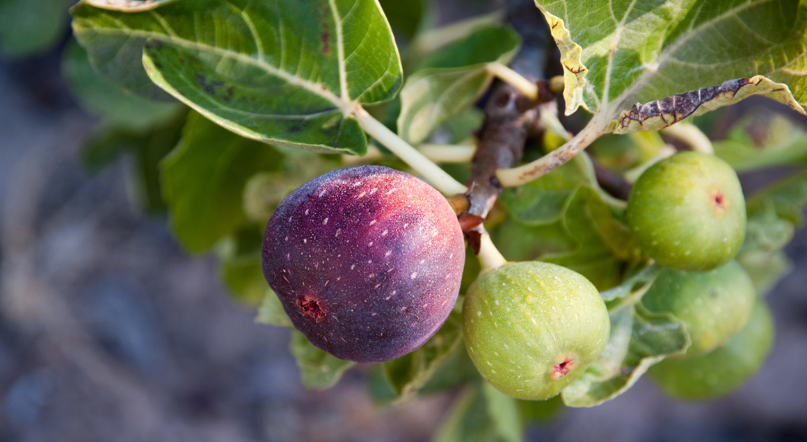 Fig tree 1160x636