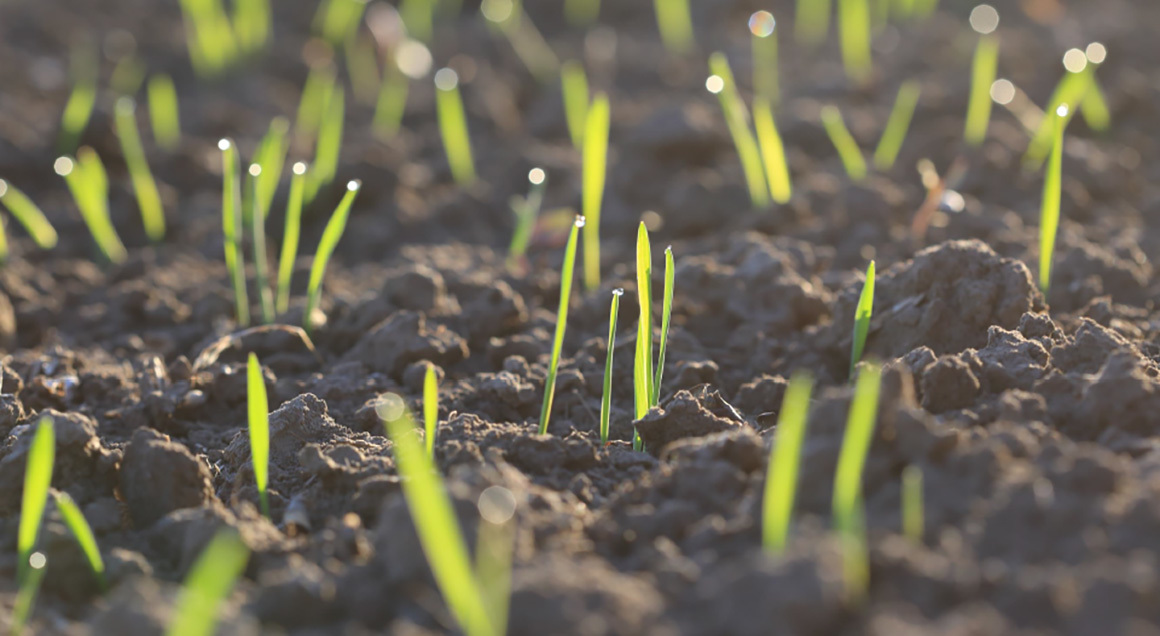 Stock grass growing