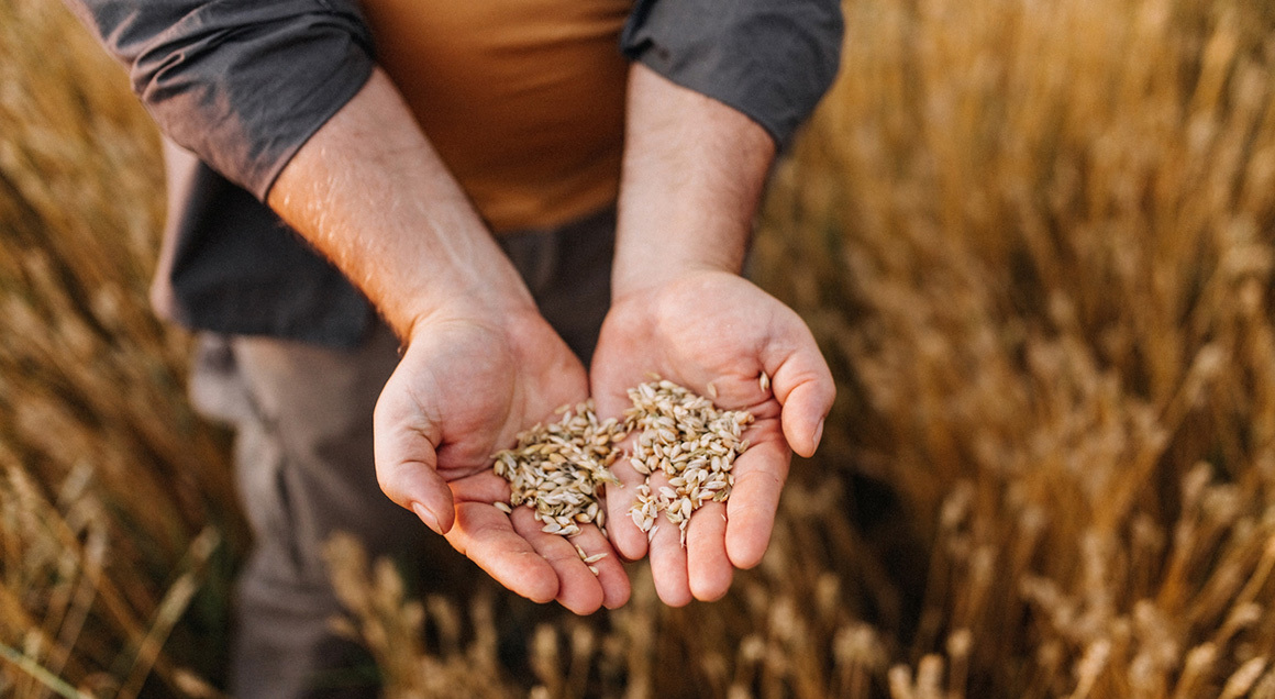 Stock Hands holding grains of wheat 72px