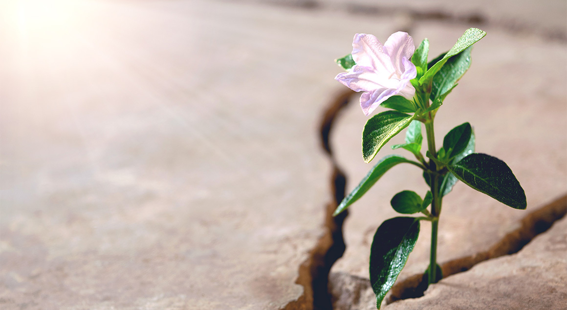 I S Flower Growing Thru Concrete