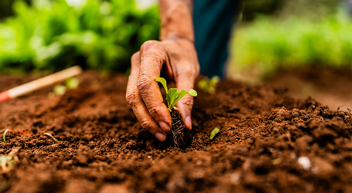 I S Hand Planting Seedling